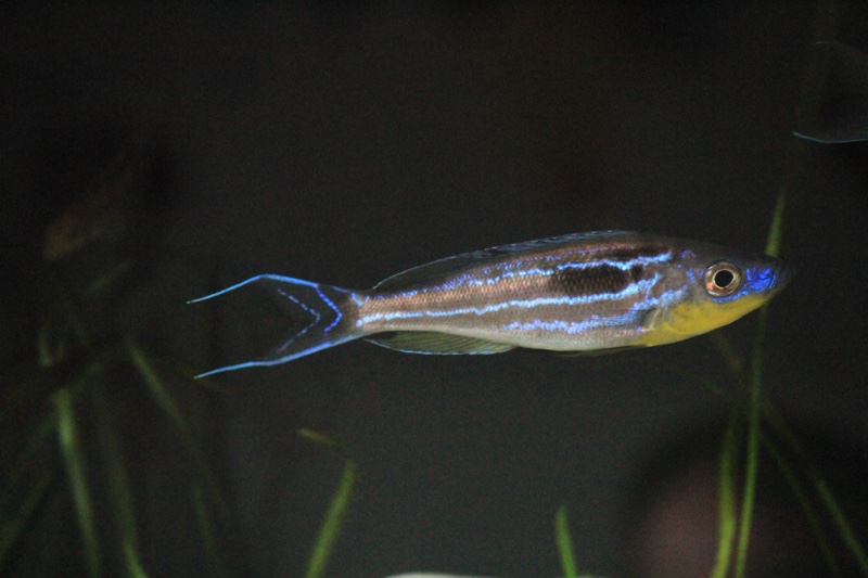 Benthochromis horii 'Kasanga'